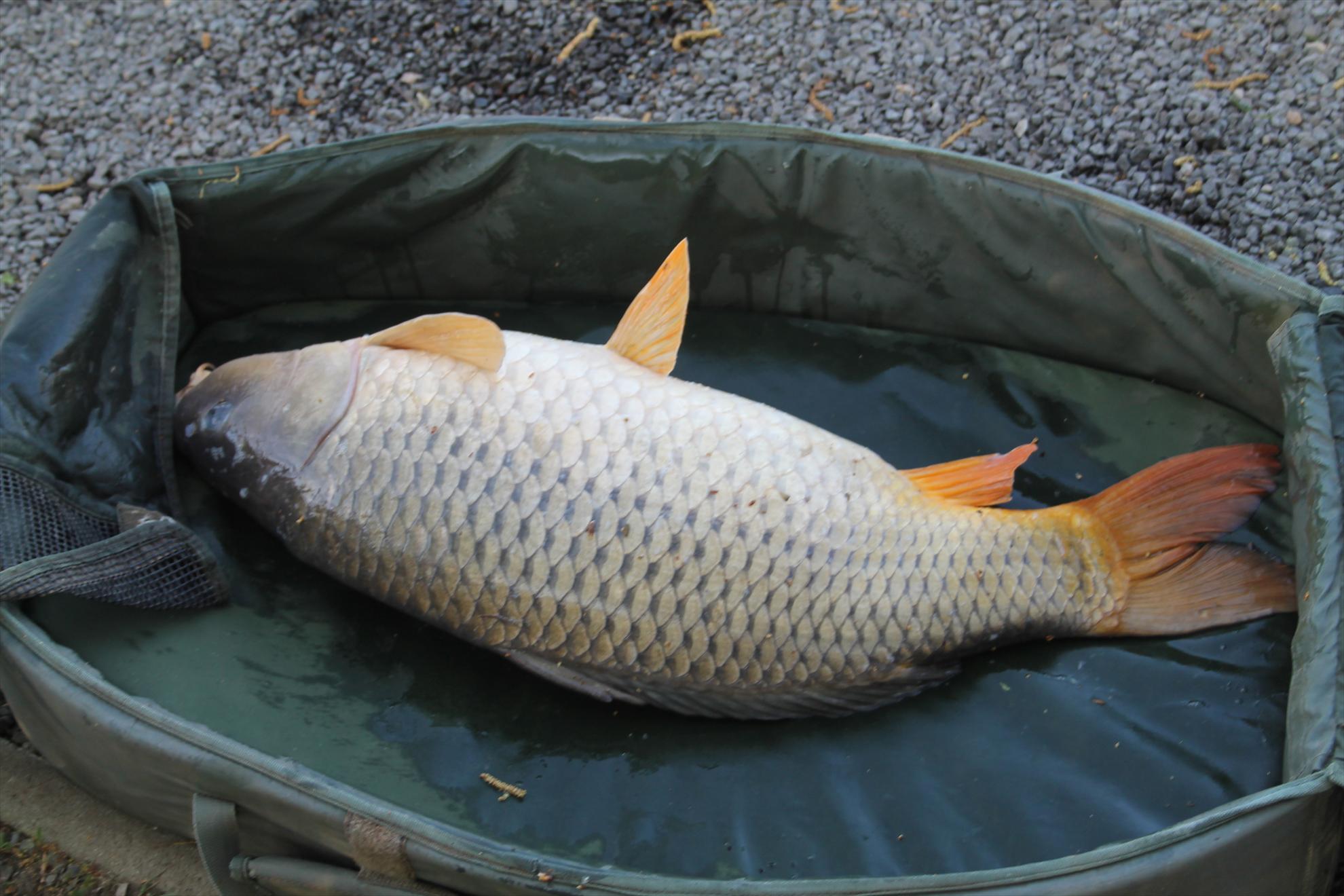 My new passion...3 - nagykallo-aprilie2013-329.JPG